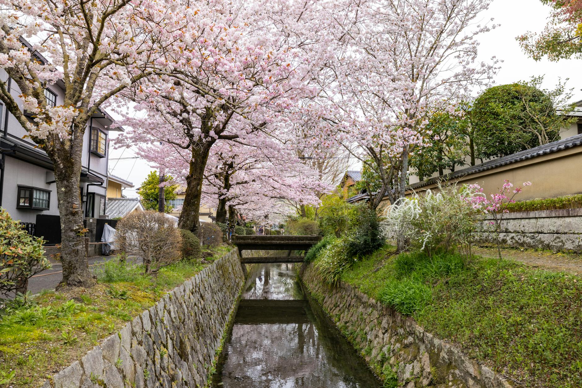 sunrise in Kyoto with cherry blossoms