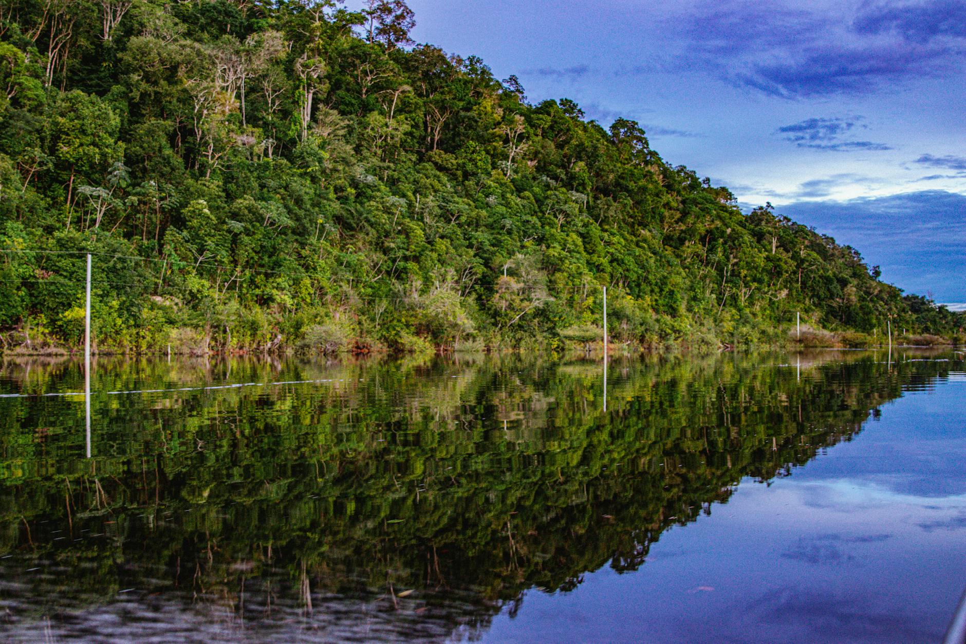 Amazon rainforest canopy view