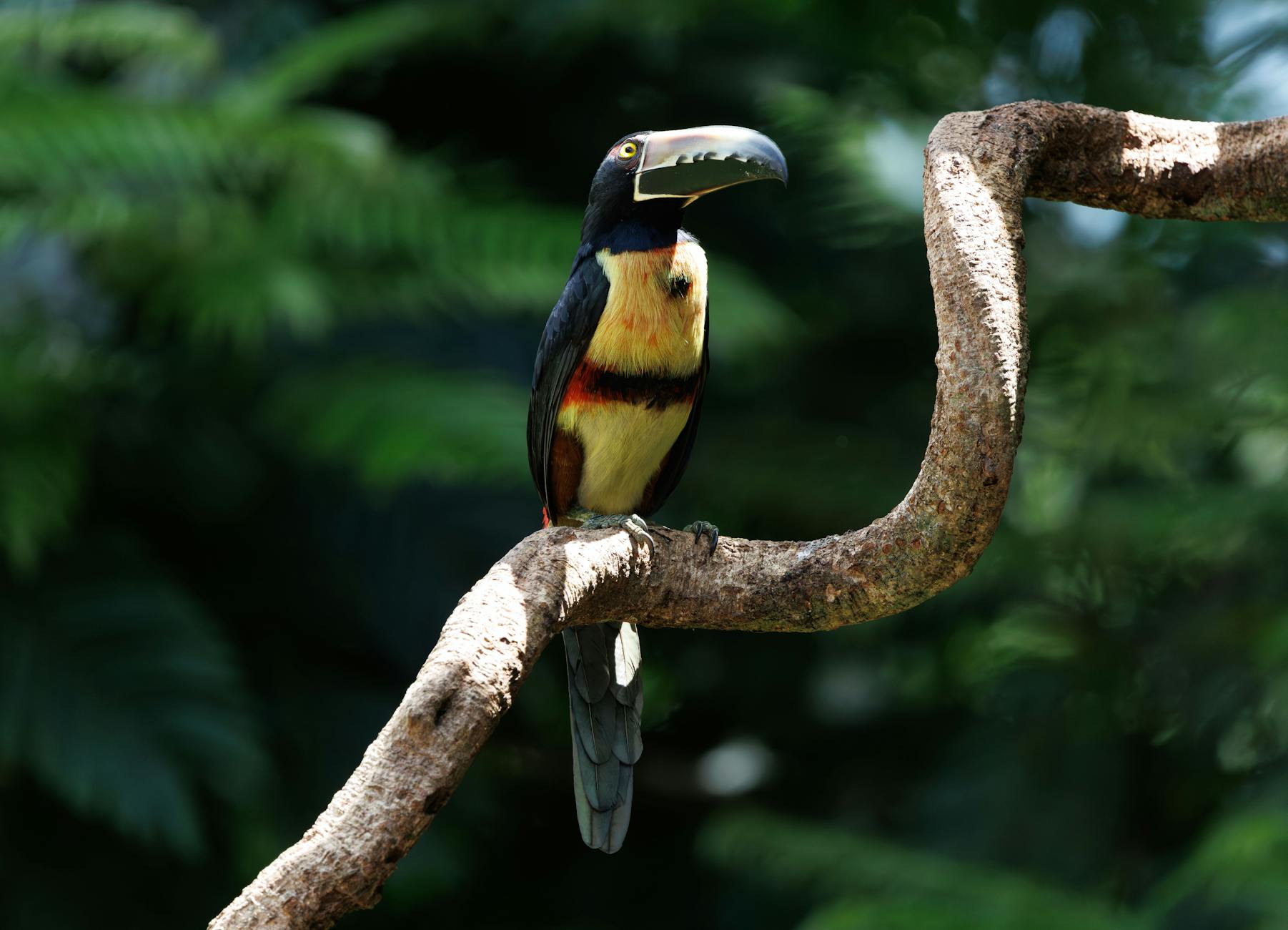 Amazon rainforest wildlife