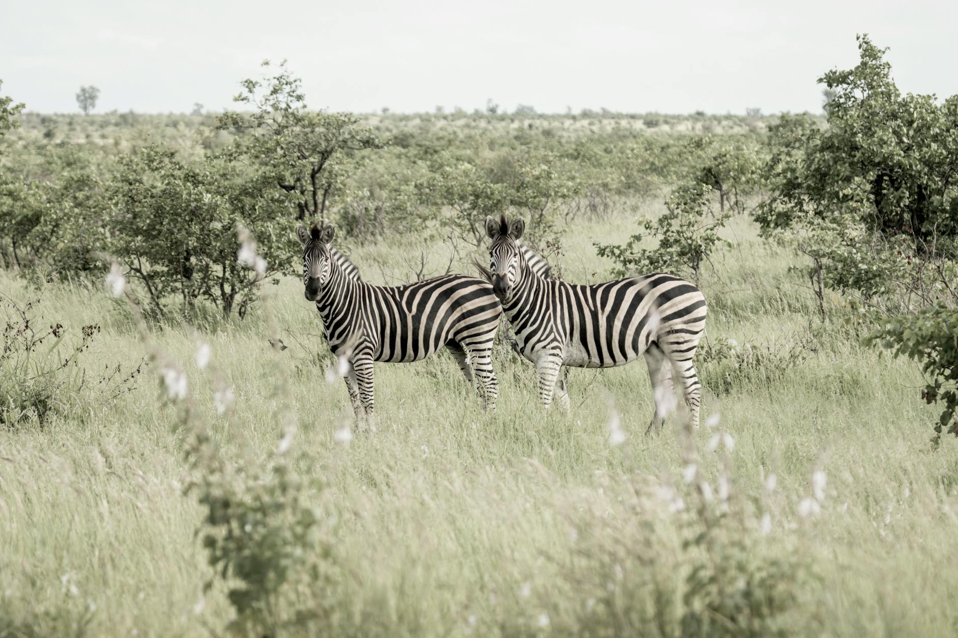 nature conservation travel wildlife