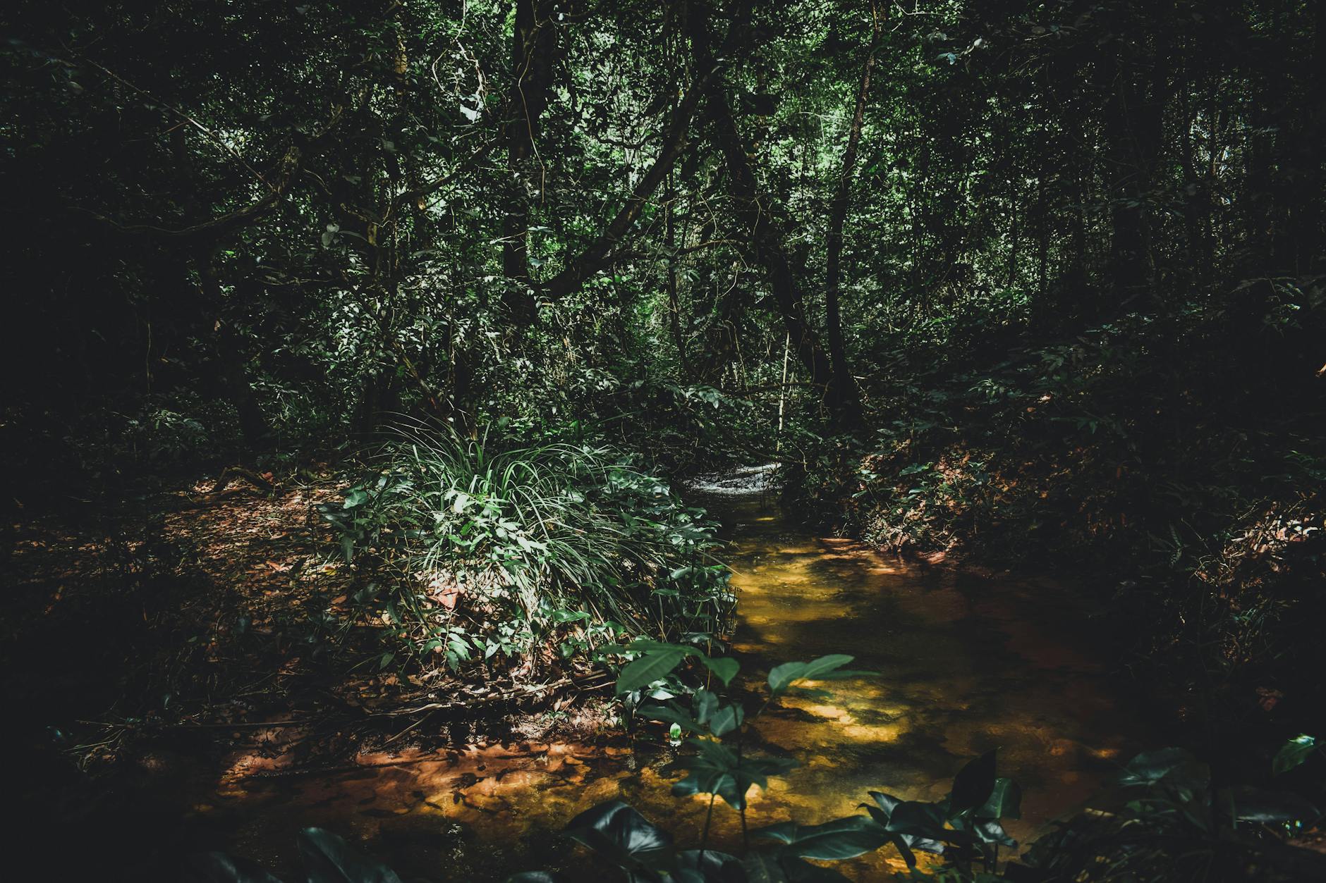 The Amazon Rainforest, showcasing its lush greenery and diverse wildlife.