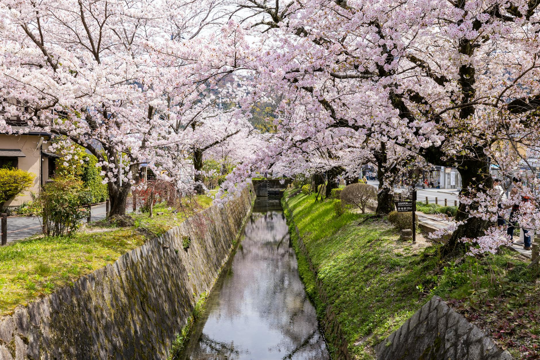 Kyoto cherry blossoms along a canal with walkers