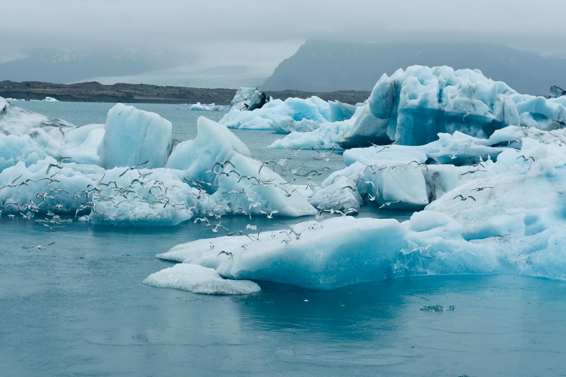 Arctic landscape with glaciers and wildlife