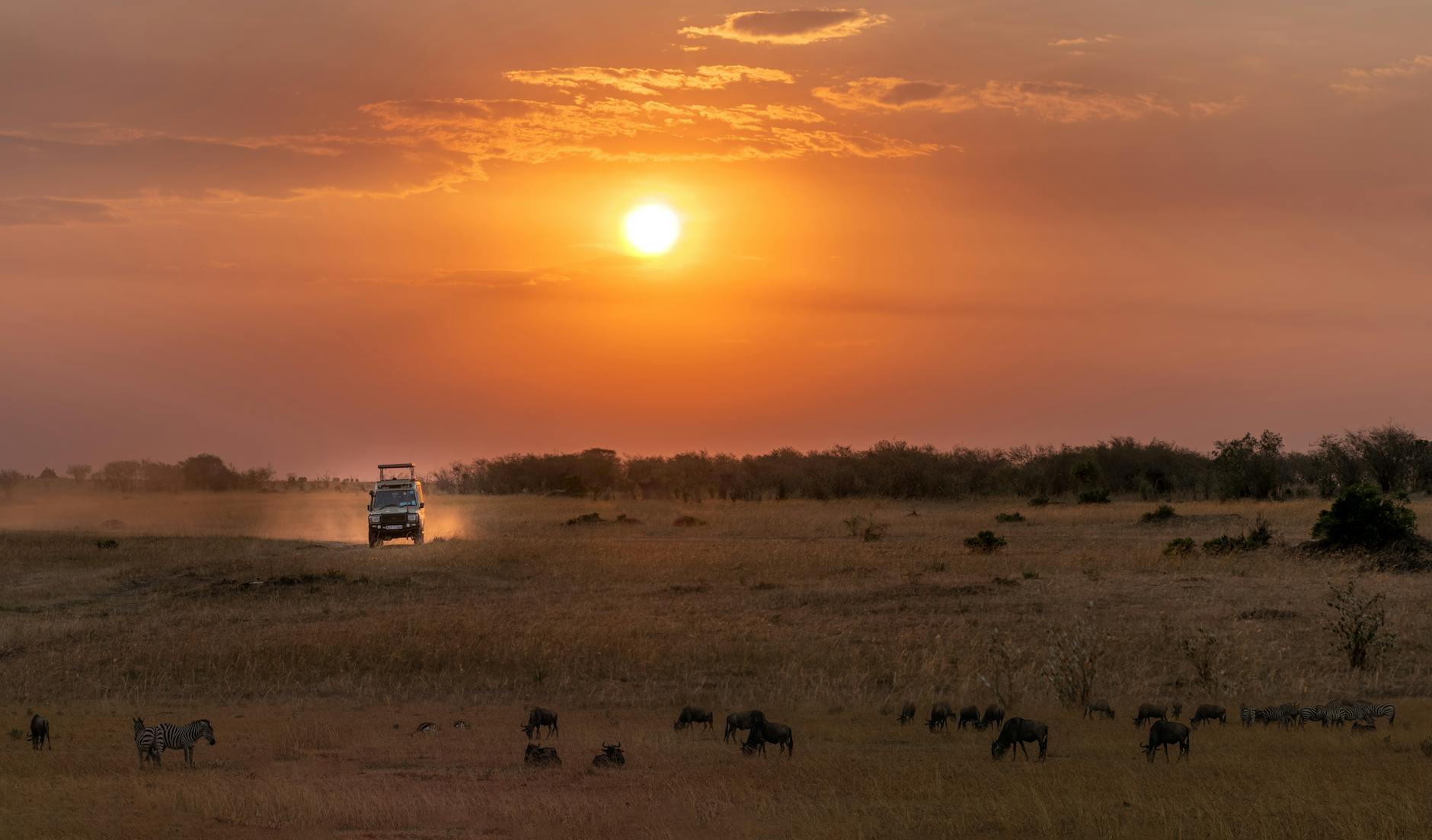 African safari wildlife experience