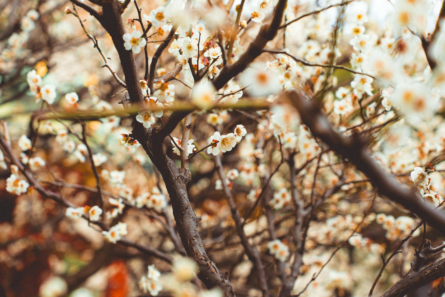 Cherry Blossoms in Full Bloom at Tokyo, Japan