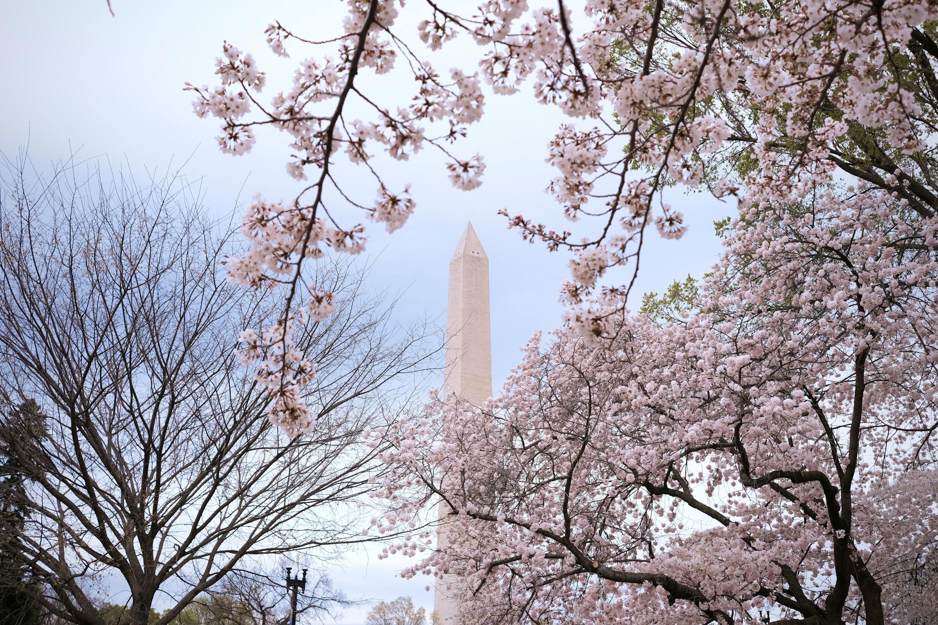 Cherry Blossoms at the National Cherry Blossom Festival, Washington DC