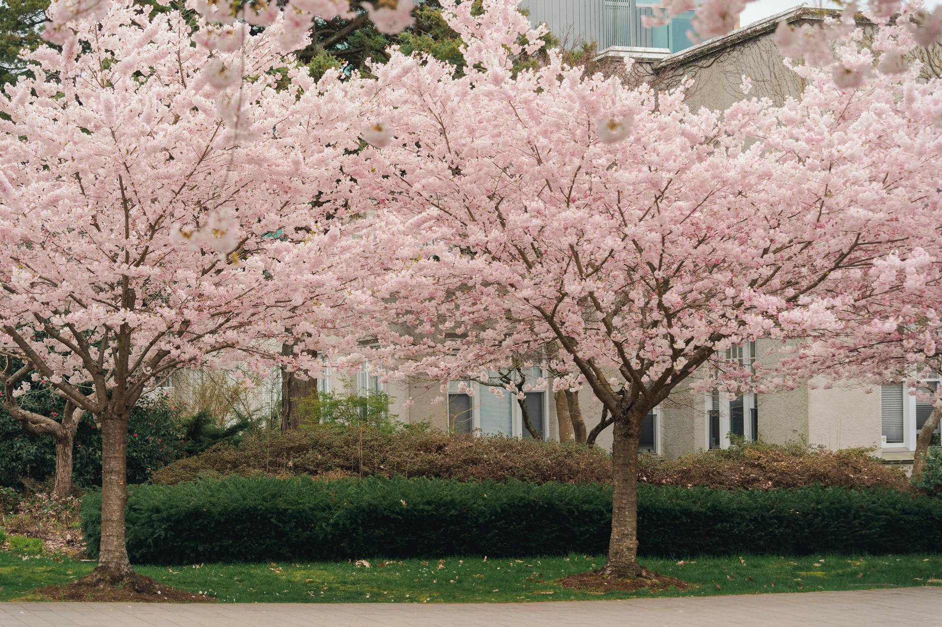 Cherry Blossoms at Bonneville Park, Vancouver, Canada