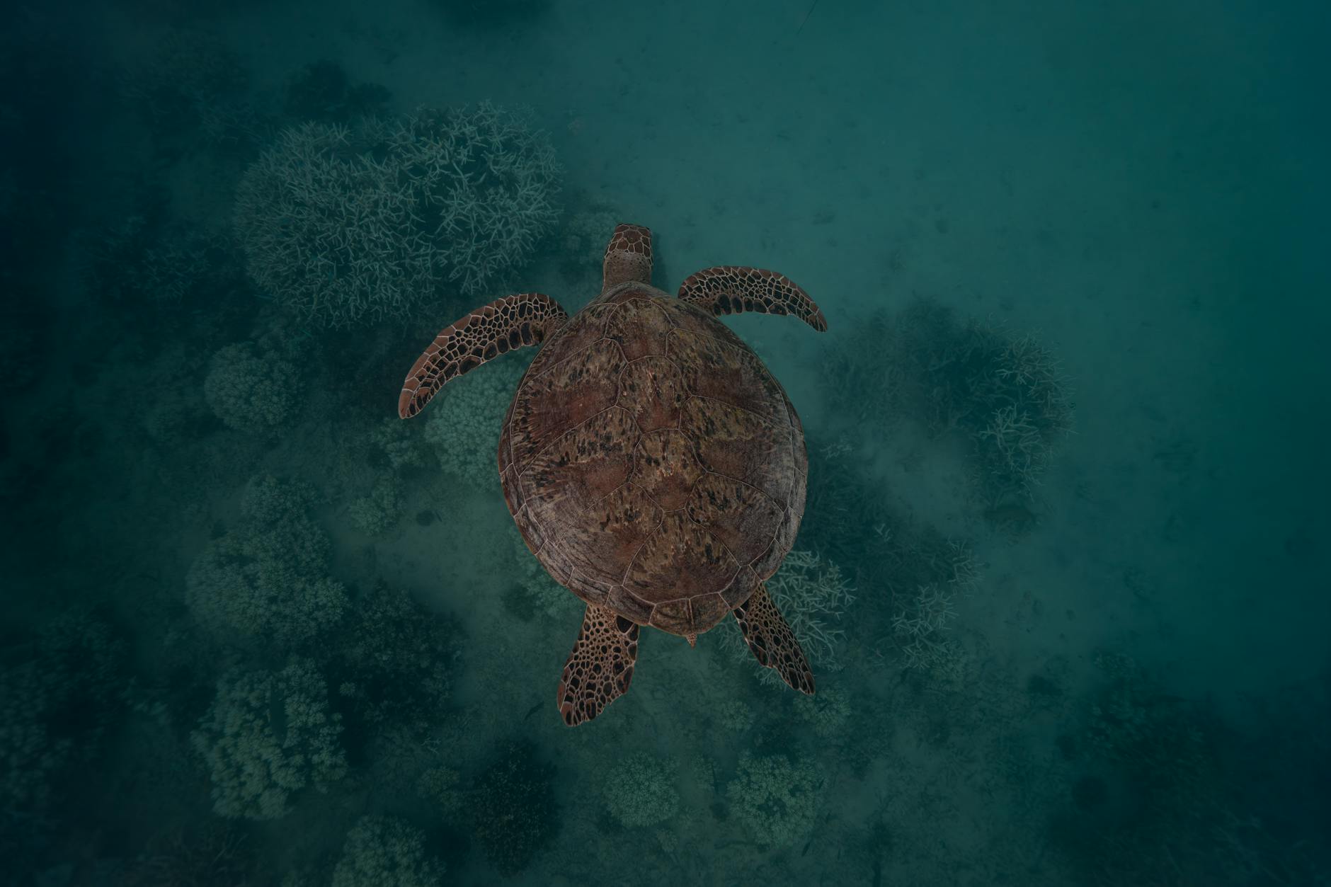 Great Barrier Reef underwater view