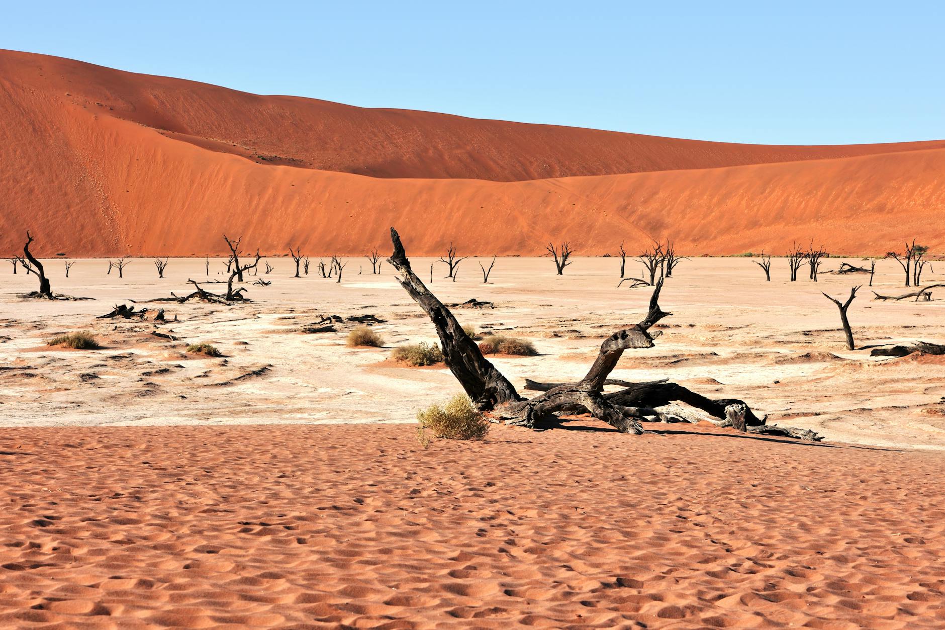 Namib Desert with ancient Welwitschia plants