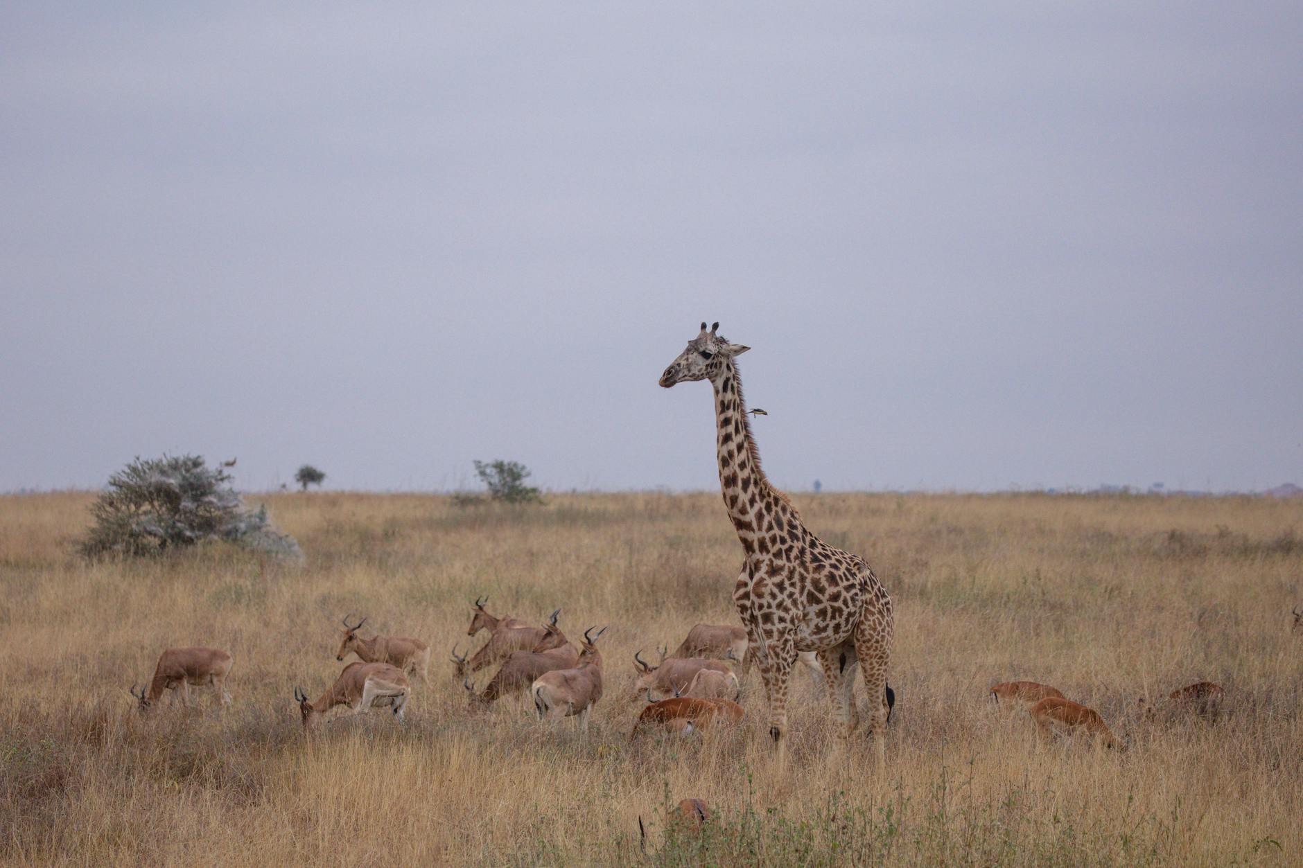 wildlife in Serengeti National Park