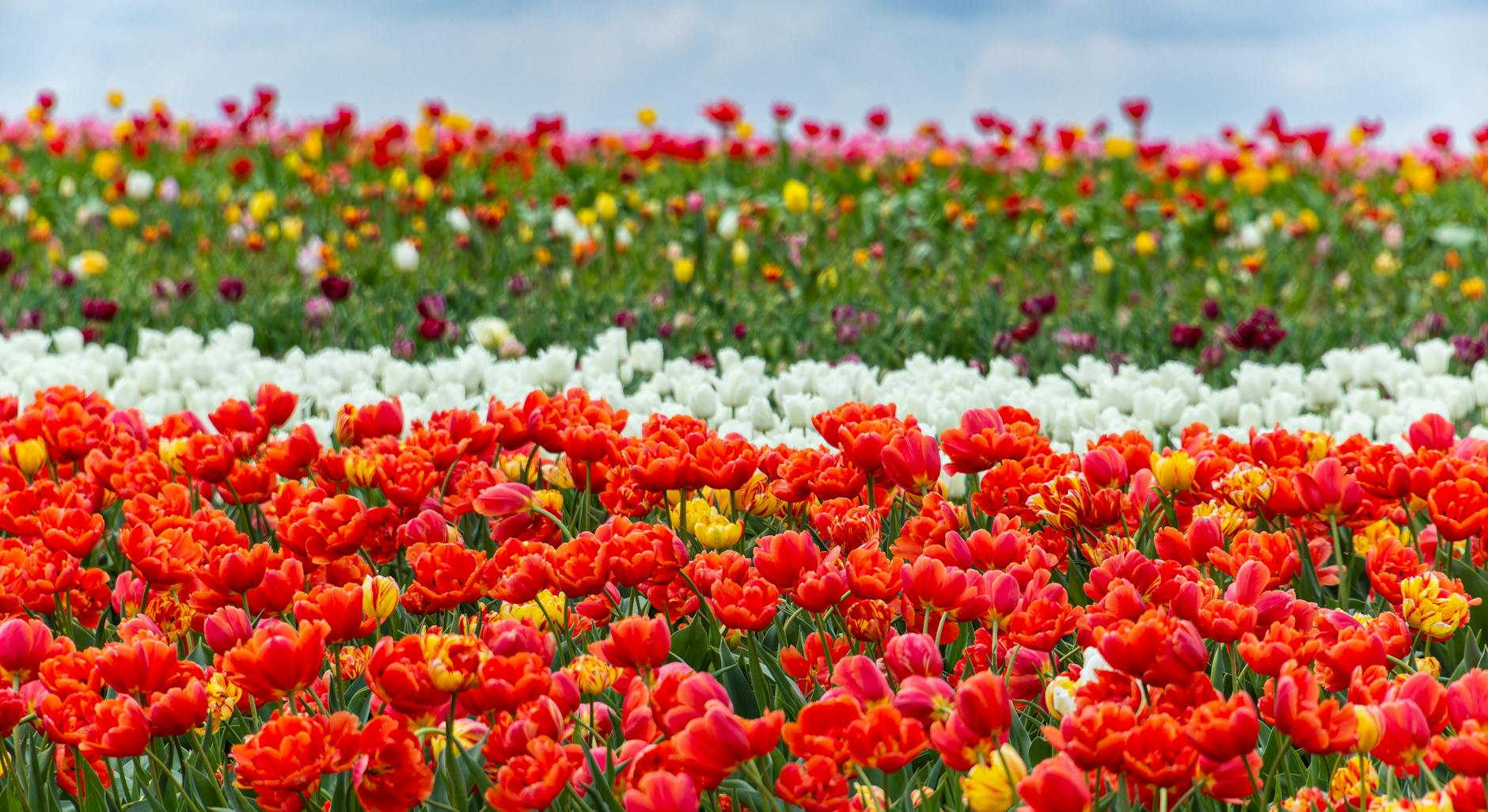 colorful tulip fields of Holland